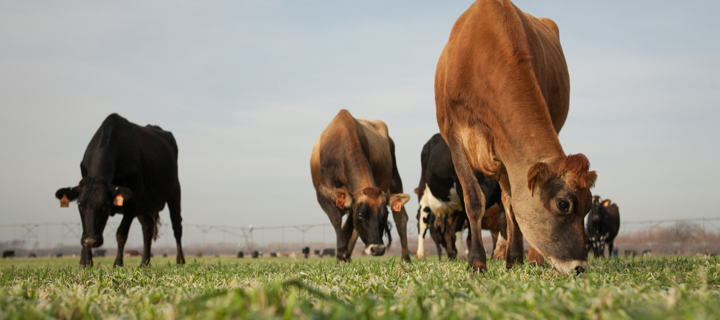 Put your pasture to work