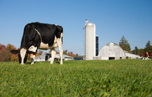 Grazing Resources
